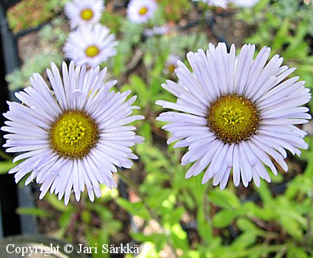 Aster himalaicus, himalajanasteri